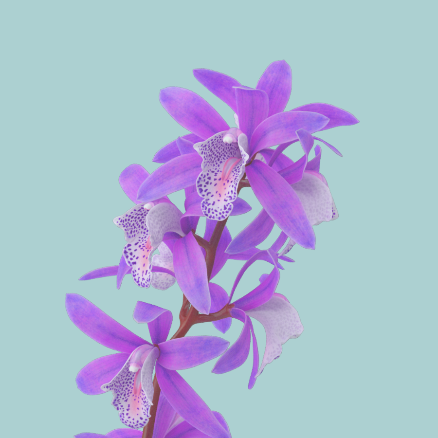 The Orchid Root